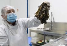 Do oceano para a mesa: Algas do Atlântico, um alimento do futuro Algas do Atlântico
