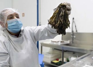 Do oceano para a mesa: Algas do Atlântico, um alimento do futuro Algas do Atlântico