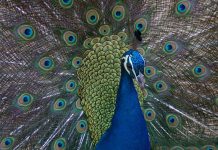 Jardim Zoológico alerta para burla online que utiliza nome e imagem da instituição Jardim Zoológico burla