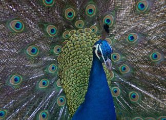 Jardim Zoológico alerta para burla online que utiliza nome e imagem da instituição Jardim Zoológico burla