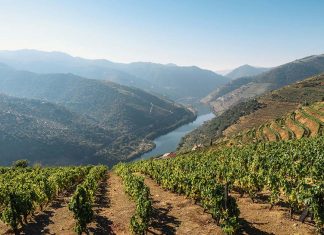 Apreendidos mais de 100 mil litros de vinho licoroso na Região Demarcada do Douro vinho licoroso