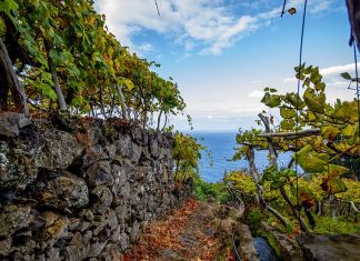 Tradição, vinho e história: Madeira e Noruega celebram 200 anos de uma viagem improvável Madeira Noruega