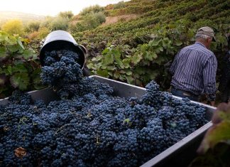 Produção de Vinho do Porto em 2025 fixada em 75 mil pipas Vinho do Porto