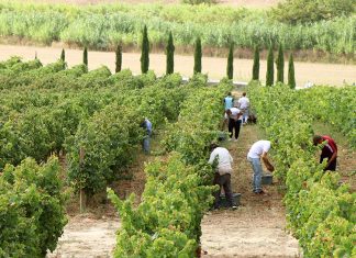 Cas’Amaro convida enoturistas a viver a tradição das vindimas em Alenquer vindimas em Alenquer