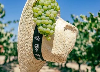 Vindimas Vinhos do Tejo: oito programas para descobrir em 2025 Vindimas Vinhos do Tejo
