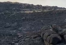 Incêndios em Portugal: Cavalos Sorraia e Tauros escapam à destruição no Ermo das Águias cavalos Sorraia em Portugal