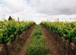 Ervideira desafia crise global e impulsiona crescimento dos vinhos portugueses vinhos portugueses crescimento