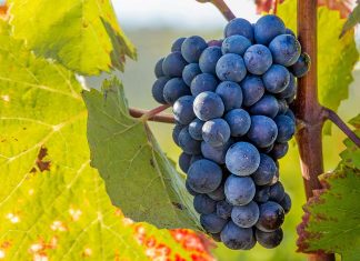 Vinhos do Alentejo no mundo: novo programa quer duplicar exportações até 2031 Vinhos do Alentejo no mundo