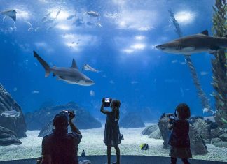 Happy Hour no Oceanário de Lisboa: Um final de tarde que vale a descoberta Happy Hour Oceanário