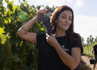 Vindimas na Adega de Palmela: uma tradição que se vive entre vinhas, vinho e gastronomia Participante durante as Vindimas na Adega de Palmela na apanha manual de uvas numa vinha da região