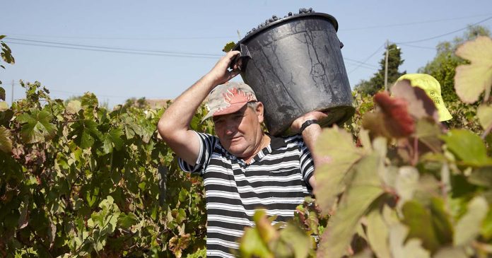 Homem a carregar balde cheio de uvas tintas à cabeça durante a colheita manual nas Vindimas na Adega do Cartaxo.