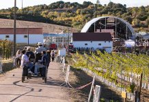 Vindimas no Cartaxo: Quinta do Sampayo junta tradição, vinho e a banda britânica UB40 Vindimas no Cartaxo na Quinta do Sampayo, com vinhas e espaço da Festa das Vindimas