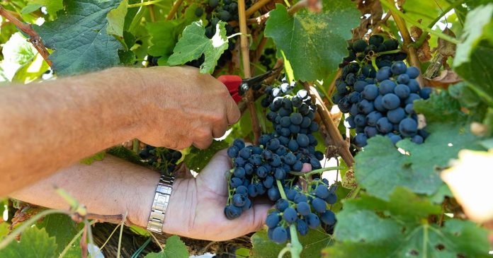 Vindimas na Península de Setúbal com apanha manual de uvas tintas