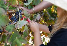 Vindima na Adega de Palmela convida a viver o quotidiano real das vindimas Criança com chapéu de palha ajudada por adulto a cortar cachos de uvas durante a Vindima na Adega de Palmela
